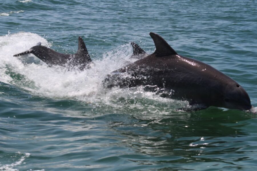 Key West: Dolphin Watching and Snorkeling Sunset Cruise - Who should book this cruise (and who might not)