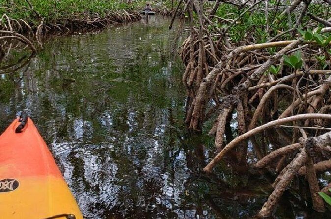 Key West Kayak Rental - Wildlife Viewing Without the Chaos: Clear Water and Calm Paddling