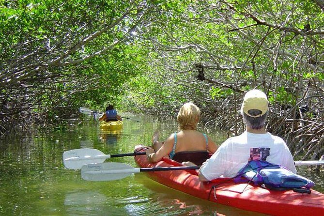 Key West Mangrove Kayak Eco Tour - Key highlights before you go