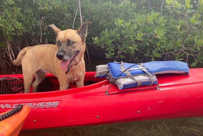 Key West Mangrove Kayak Eco Tour - What you get, what you’ll pay for, and what to bring