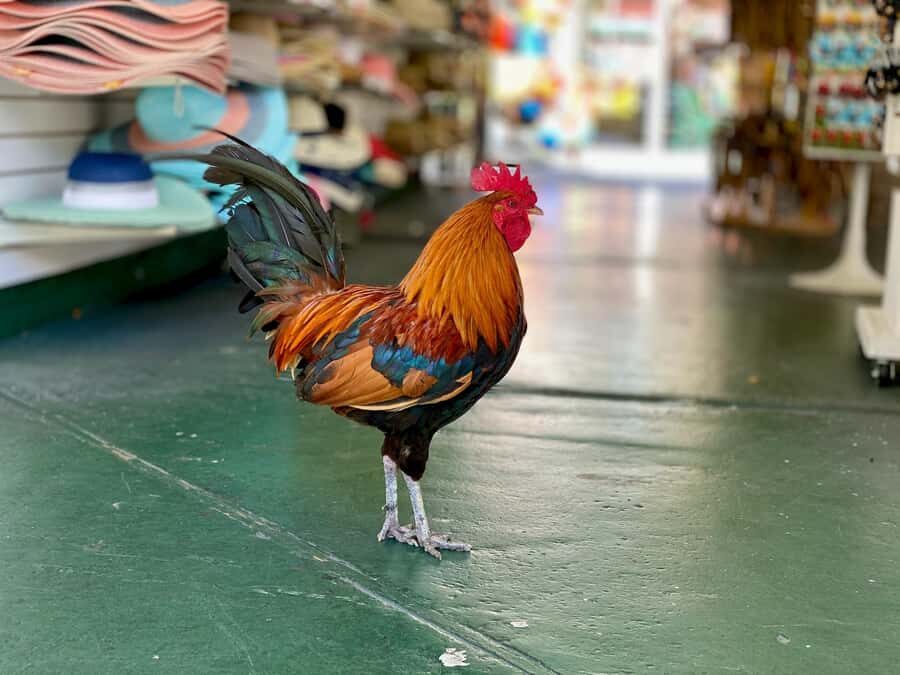 Key West: Secret Walking Food Tour - Price and Value: What $116 Per Person Really Buys