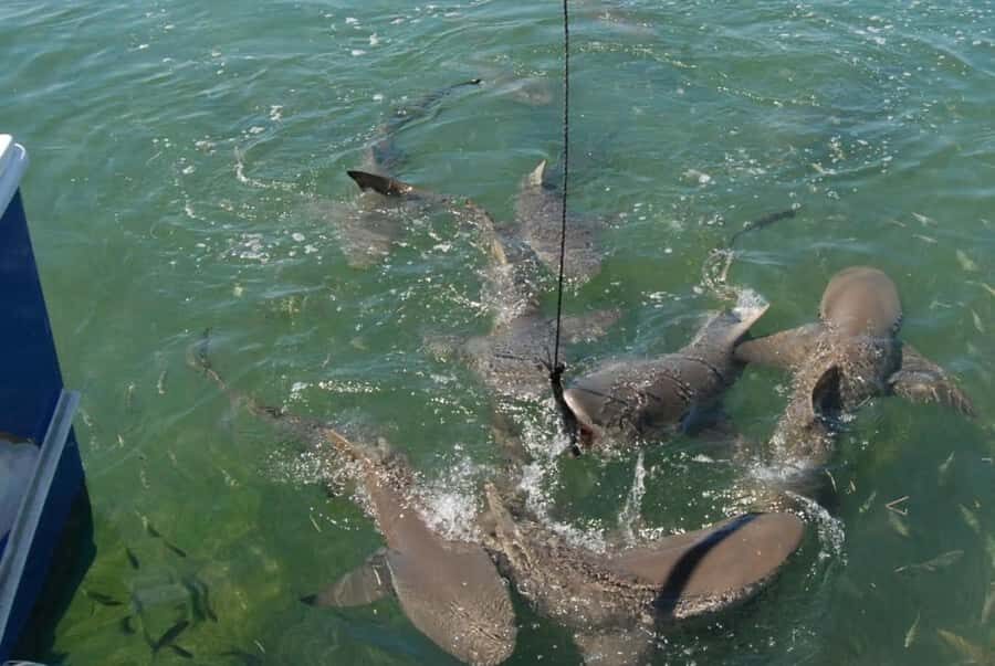 Key West: Shark and Wildlife Viewing Catamaran Tour - Key highlights at a glance