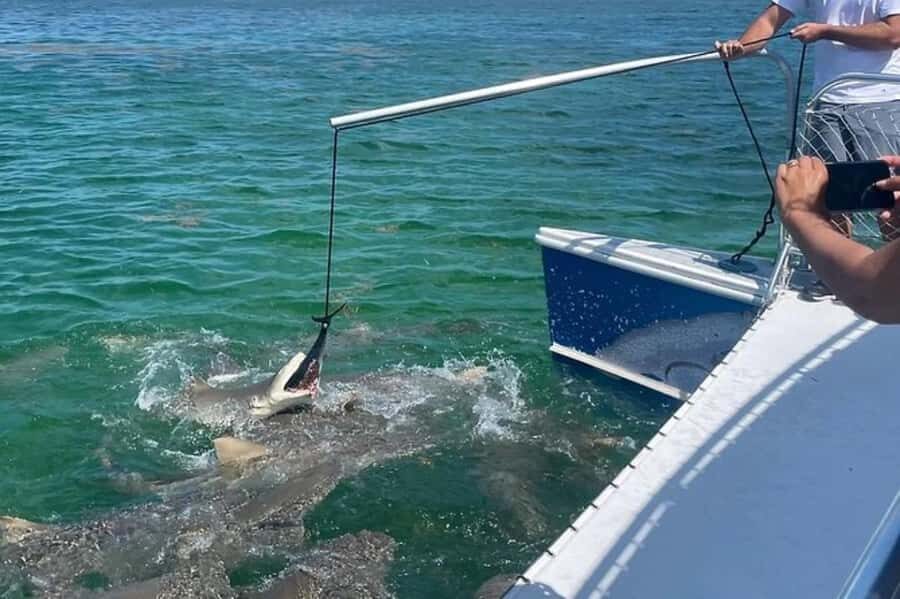 Key West: Shark and Wildlife Viewing Catamaran Tour - Wildlife spotting beyond sharks (and why it’s not an afterthought)