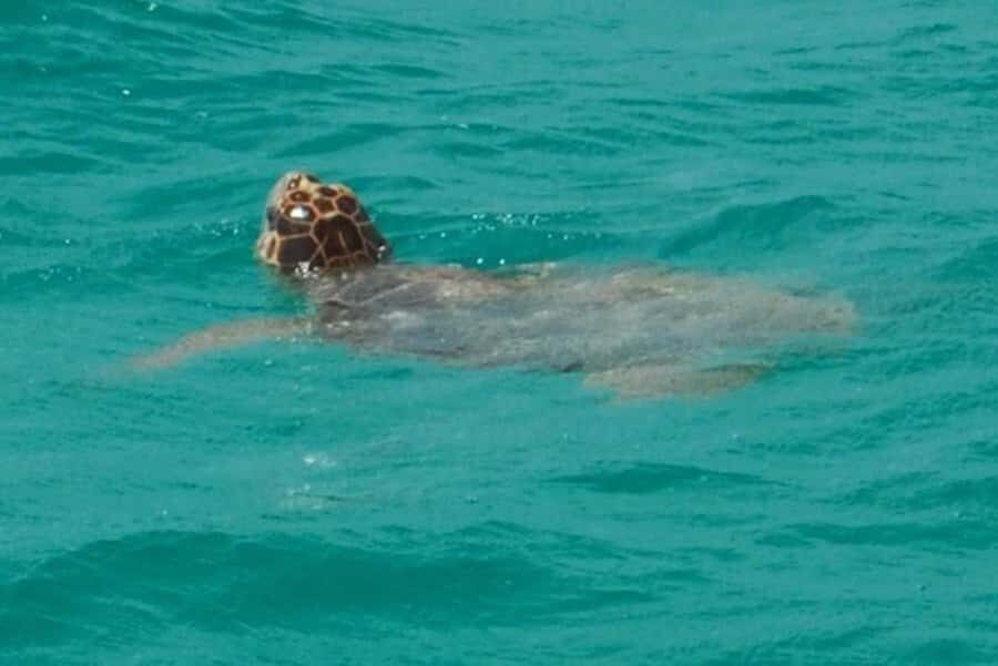 Key West: Shark and Wildlife Viewing Catamaran Tour - Captains and crew: the difference between seeing and understanding