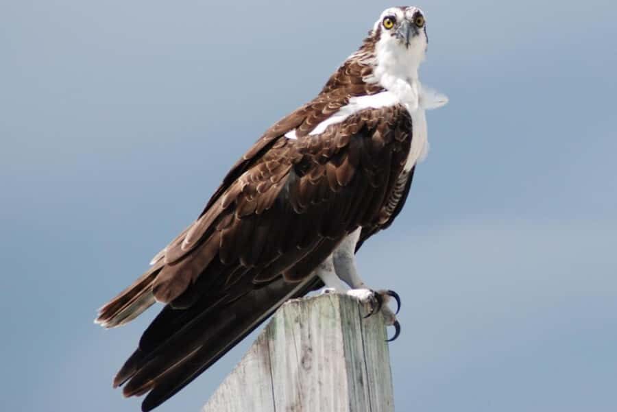 Key West: Shark and Wildlife Viewing Catamaran Tour - Practical tips: what to bring and how to feel comfortable
