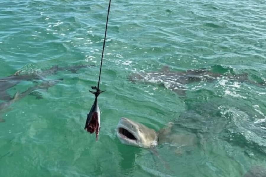Key West: Shark and Wildlife Viewing Catamaran Tour - The shark viewing part: why the scent matters