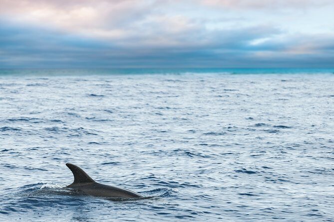 Key West Sunset Sail: Dolphin Watching, Wine, and Tapas - Your Dolphin Watch: Close Up, But Not a Guaranteed Mission