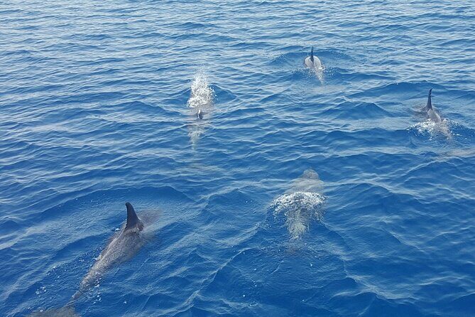 Key West Sunset Sail: Dolphin Watching, Wine, and Tapas - The Crew Makes the Difference (And You’ll Feel It)