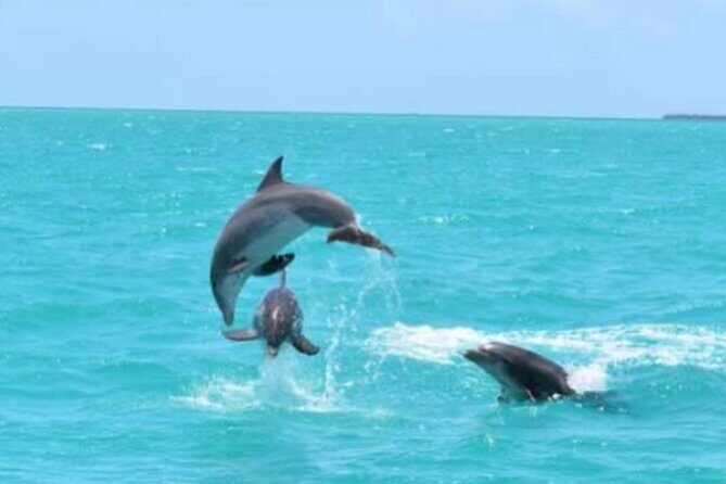 Key West's Favorite Afternoon Dolphin Sail - A 2.5-Hour Dolphin Sail from Key West Historic Seaport