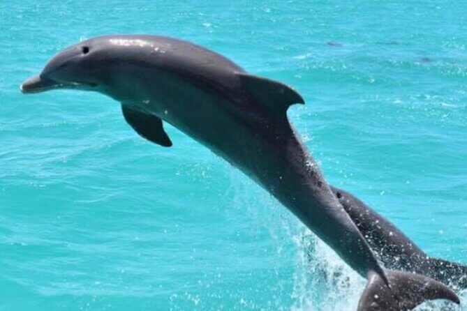Key West's Favorite Afternoon Dolphin Sail - Catamaran Comfort and the On-Board Vibe