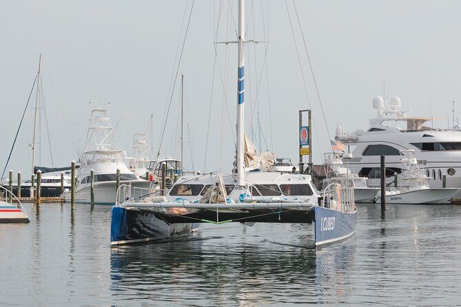 Key West's Favorite Afternoon Dolphin Sail - Dolphin Sightings Are Wild: How to Set Expectations