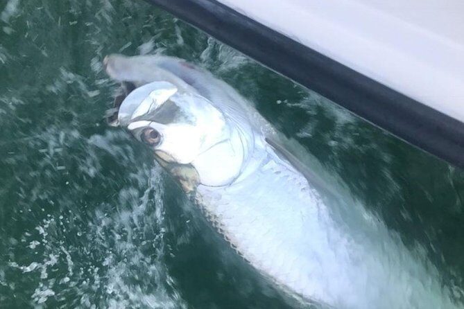 Private Fishing Charter from Ramrod Key - Fishing Depths of 2–8 Feet: The Sight-Fishing Advantage