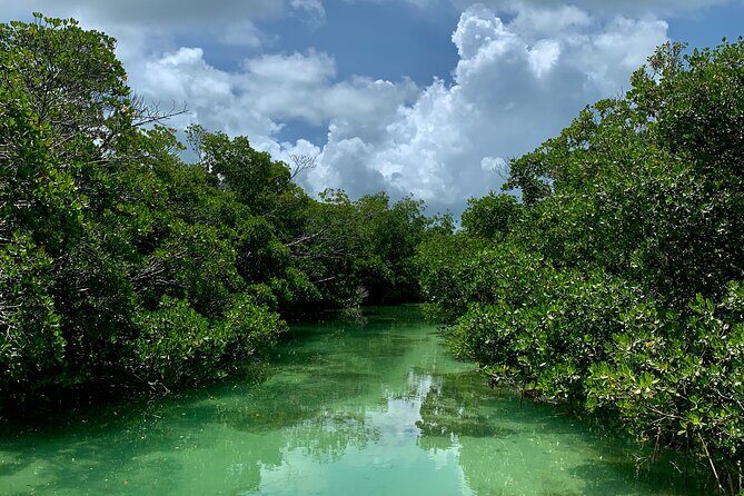 Private Key West Sandbar and Paddle by Boat - Mangrove creeks off Key West: calm paddling and wildlife odds