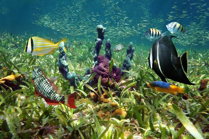 Private Looe Key Snorkel from Big Pine Key - Private Looe Key Snorkel from Big Pine Key: the uncrowded advantage