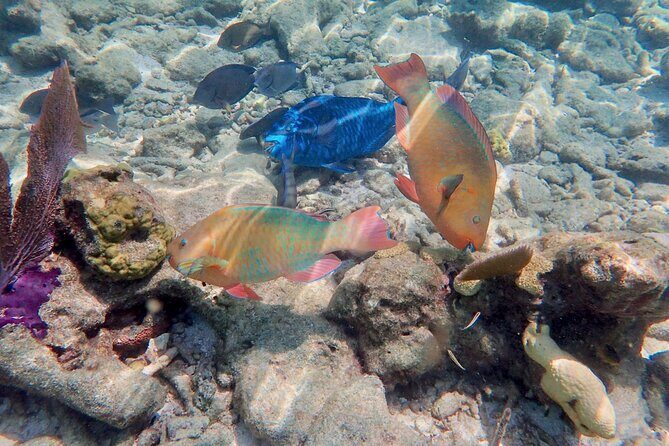 Private Looe Key Snorkel from Big Pine Key - Snorkel gear is included—good, but here’s how to use it right