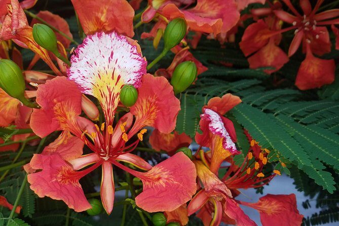 PRIVATE Welcome to Key West Walking Tour - Why this Key West walk works so well early in your trip