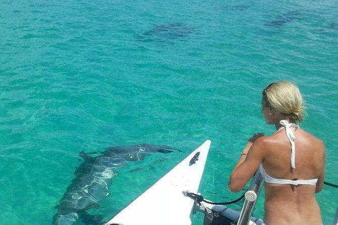Shallow Water Snorkeling and Dolphin Watching in Key West - Key highlights to look forward to