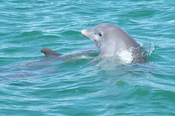 Shallow Water Snorkeling and Dolphin Watching in Key West - Snacks, drinks, and staying comfortable on a spacious catamaran