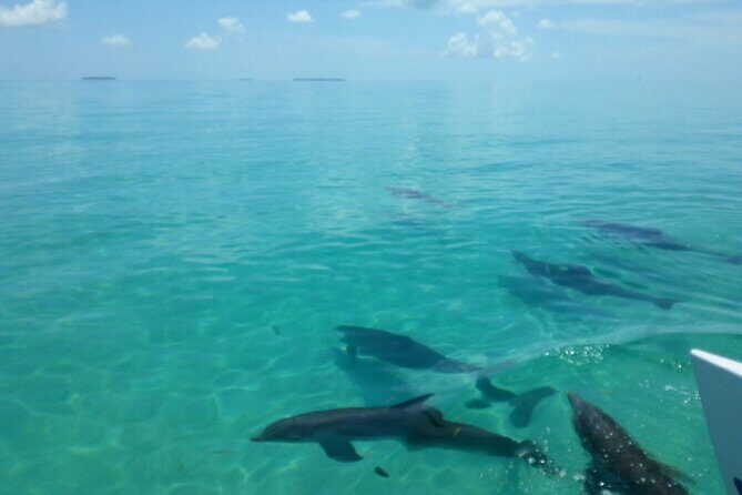 Shallow Water Snorkeling and Dolphin Watching in Key West - Price and value: is $108.91 a fair deal?