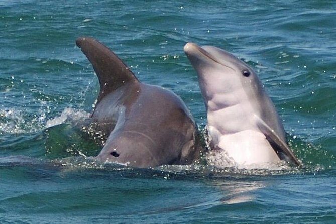 Shark and Wildlife Viewing Adventure in Key West - Key details that make this Key West shark tour worth your time