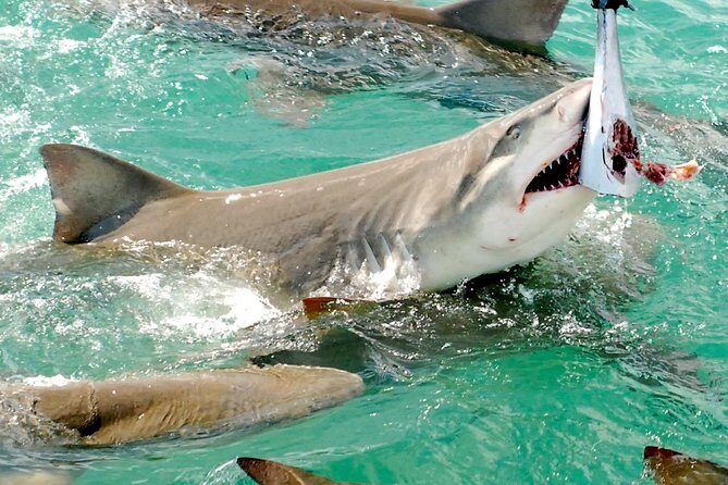 Shark and Wildlife Viewing Adventure in Key West - Tiger Cat catamaran: what you’re really buying