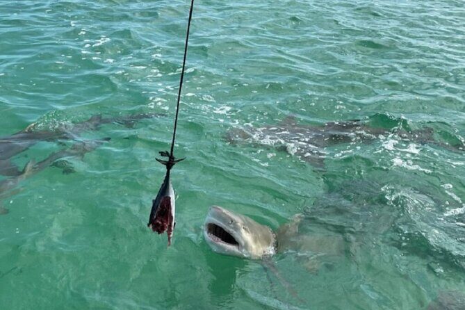 Shark and Wildlife Viewing Adventure in Key West - Harbor cruise to the refuge: scanning for dolphins early