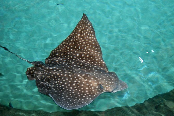 Shark and Wildlife Viewing Adventure in Key West - The 4 miles offshore shift: timing your expectations