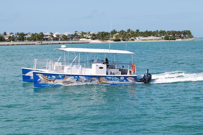 Shark and Wildlife Viewing Adventure in Key West - Shark feeding at the edge of the boat: the moment you came for