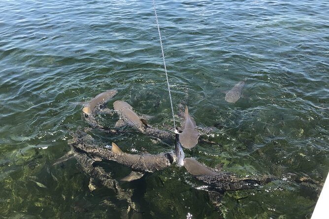 Shark and Wildlife Viewing Adventure in Key West - Meeting at Opal Key Resort & Pier B: easy start, quick setup