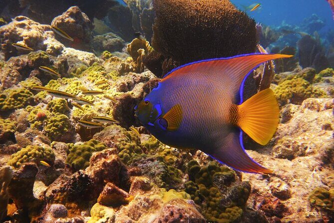 Small Group Key West Snorkel Adventure - Price And Value: Is $75 Worth It?